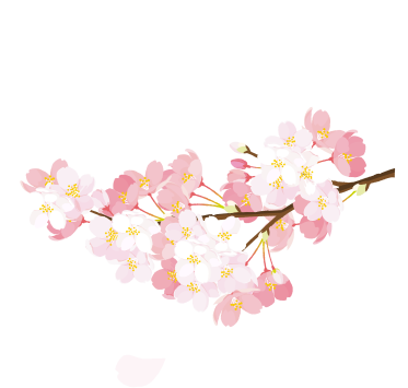 桜2